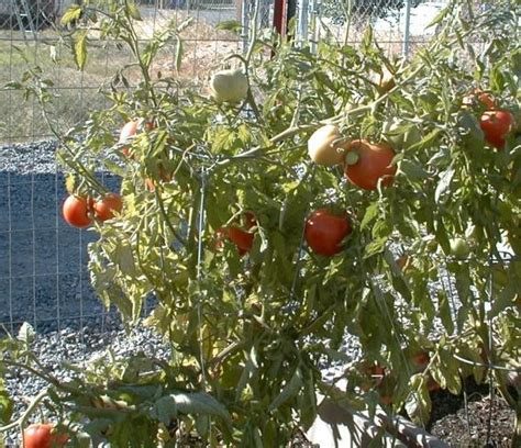 Biovam grown Early Girl Tomato plants.