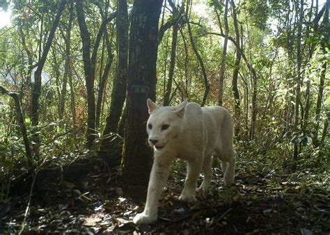 White mountain lion spotted in Brazil : RealLifeShinies