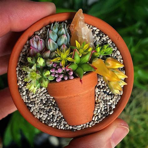 Join fellow succulent enthusiasts in this new Instagram challenge! This ...