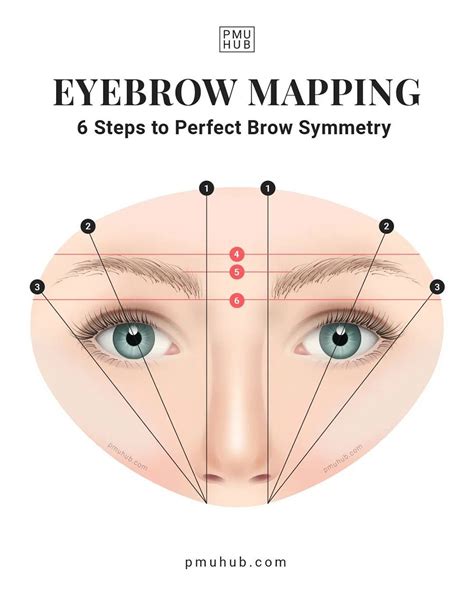 Eyebrow Anatomy for PMU Artists: Important Know-How