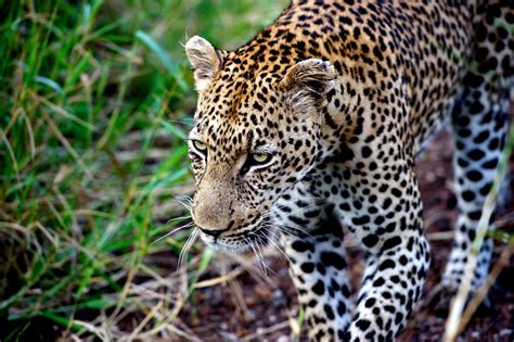 Spotting Singita Kruger National Park's Lovely Leopards | Wildlife | Singita