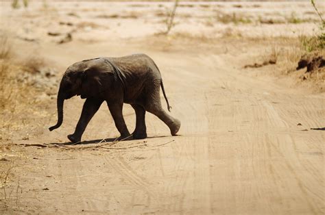 In Miniature | The baby elephants of Tarangire are so cute. | Gopal Vijayaraghavan | Flickr