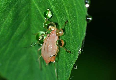 Organic Aphid Control: Ditch the Chemicals and Control Aphids Naturally