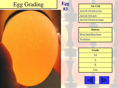 PPT - Grading Eggs for Interior Quality Practice #8 Poultry CDE Practice PowerPoint Presentation ...