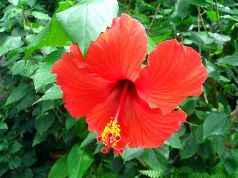 Hibiscus rosa-sinensis L.