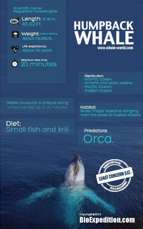 Humpback Whale Infographic