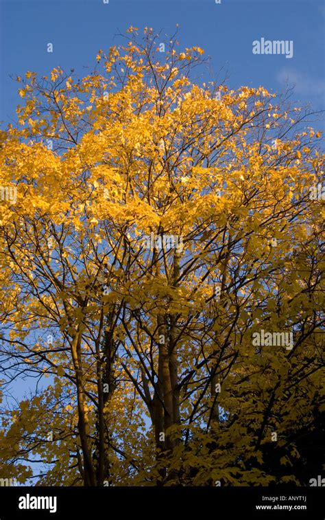 fall foliage cheshire england Stock Photo - Alamy