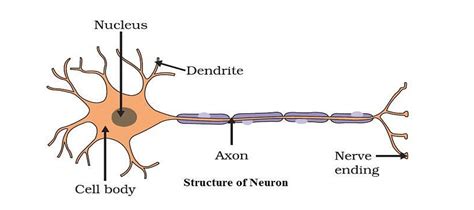 Draw the structure of a neuron and explain its function.