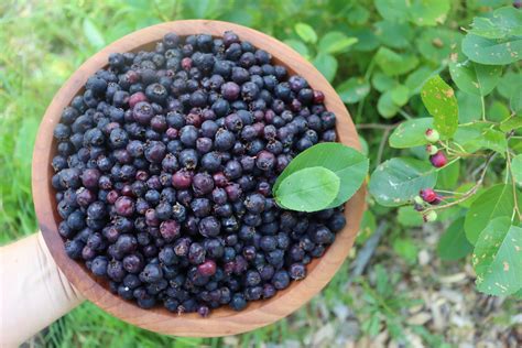 40+ Saskatoon Recipes (Serviceberries, juneberries, shadbush, etc ...