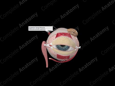 Superior Tarsal Muscle | Complete Anatomy