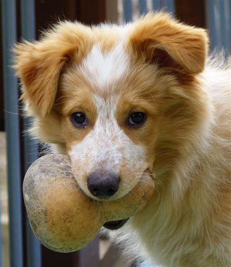 Australian Shepherd And Golden Retriever Mix | French Bulldog