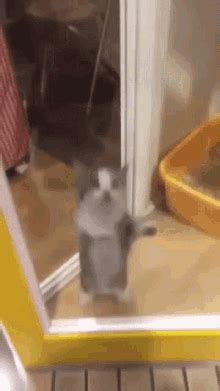 Cat Clapping GIF - Cat Clapping - Discover & Share GIFs