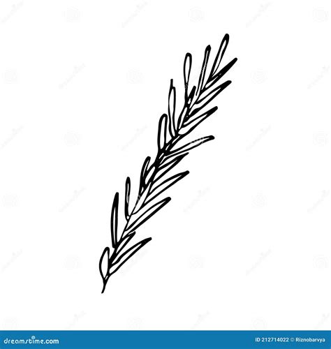 A Sprig of Rosemary. Hand Drawn Sketch Style Illustration Stock Vector - Illustration of garden ...