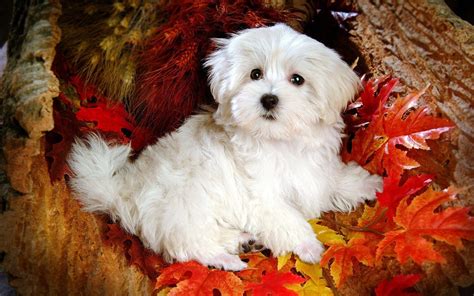 Cute Puppy Wallpapers for Desktop (58+ images)