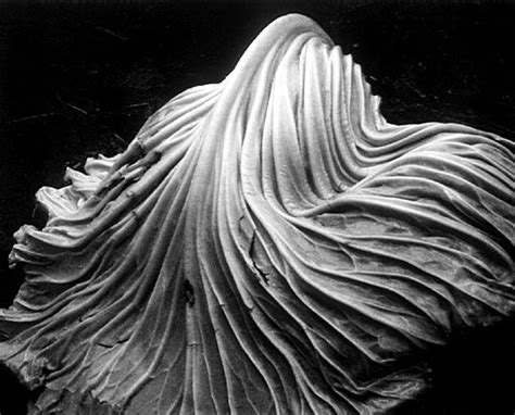 Edward Weston: Cabbage Leaf. #photography | Artful Snappers | Edward weston, Still life ...