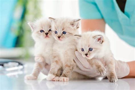 10 Best Ragdoll Breeders (2024): Our Top 10 Picks!