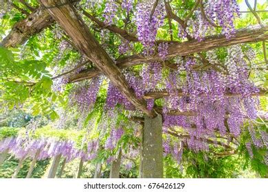 186 Wisteria Island Images, Stock Photos & Vectors | Shutterstock