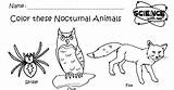 Effortfulg Nocturnal Animals Coloring Pages sketch template