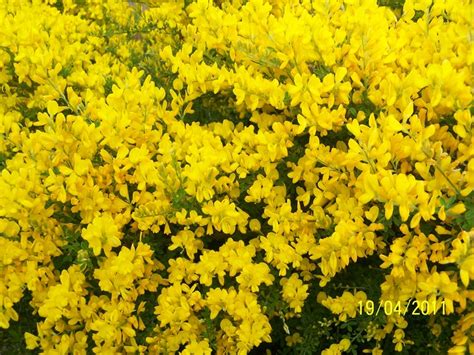 Sweet broom Plant from my yard | Broom plant, Sweet broom, Plants