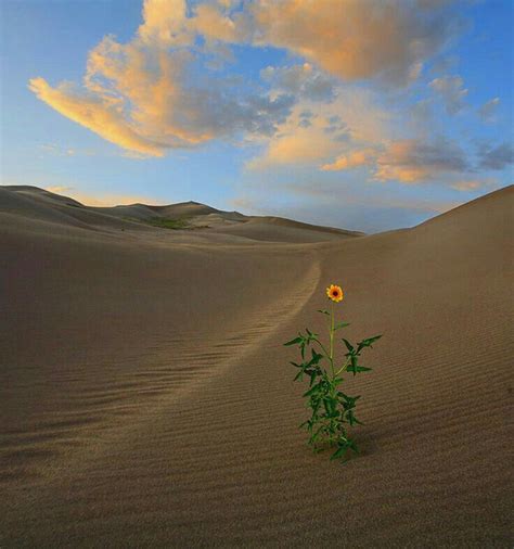 A flower in the middle of the desert | Landscape, Desert flowers ...