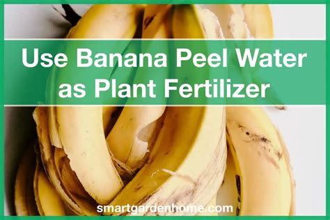 Use Banana Peel Water For Plant Fertilizer - Good Or Bad? - Smart ...