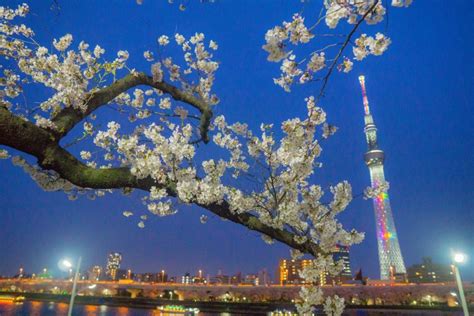 15 Best Places To See Cherry Blossom In Tokyo – Tokyo Travel Guide