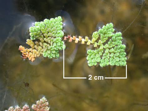 Azolla pinnata - UF/IFAS Assessment - University of Florida, Institute ...