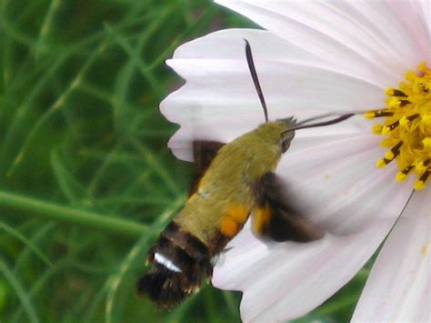 Hummingbird Sphinx Moth in Cosmos Meadow in China - What's That Bug?