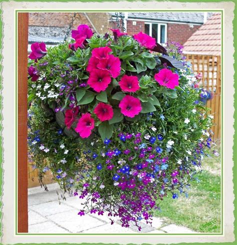 Stunning Best Petunias For Hanging Baskets Diy Succulent Planter Wall