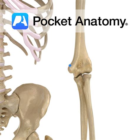 Humerus - medial epicondyle - Pocket Anatomy