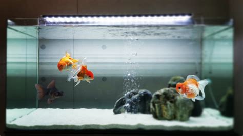 Top 10 Amazing Goldfish Tank | Beautiful Goldfish Aquariums 2021 - YouTube