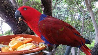 Parrot Diet and Nutrition - Facts and Tips - My Animals