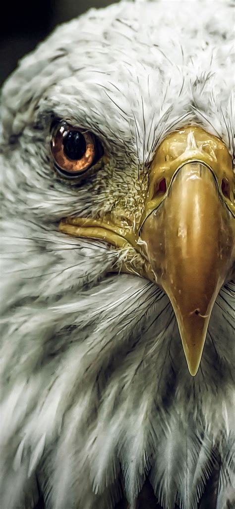 Angry Eagle Wallpapers - Wallpaper Cave