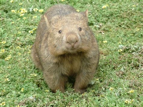 Facts About Wombats | Live Science