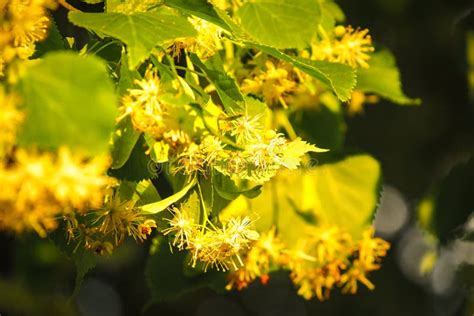 Flowering Linden Tree with Beautiful Yellow Flowers. Medicinal Plant Stock Photo - Image of ...