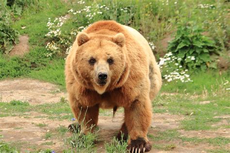 Kamchatka brown bear (July 2020) - ZooChat
