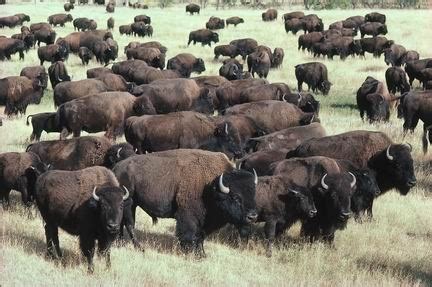 American Bison - Coniferous Forest