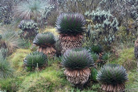 Australian Desert Plants - Plants BG