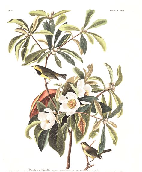 Bachman's Warbler | John James Audubon's Birds of America