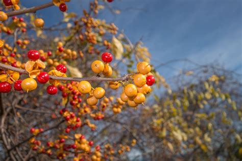 Bittersweet Vines - Learn About American Bittersweet Plant Care