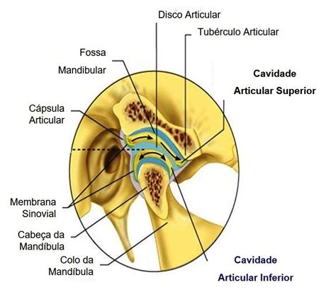 Articulação Temporomandibular - Aula de Anatomia