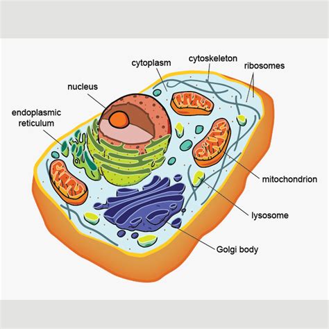 Cell Structure & Functions – Part 2 | Experihub Learning