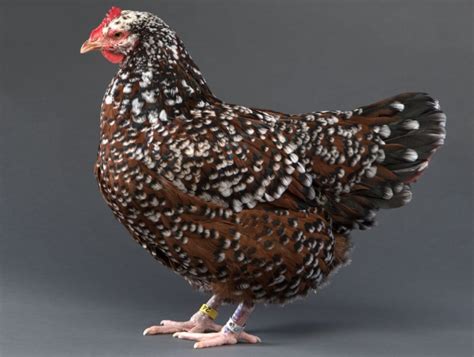 Sussex Chickens - A Complete Guide to the Popular Chicken Breed