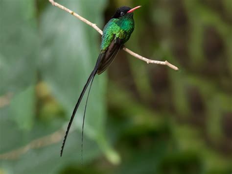 23 Birds That Look Like Peacocks - Sonoma Birding