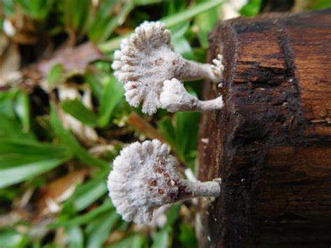 Schizophyllum commune | Fungi of Malaysian Borneo