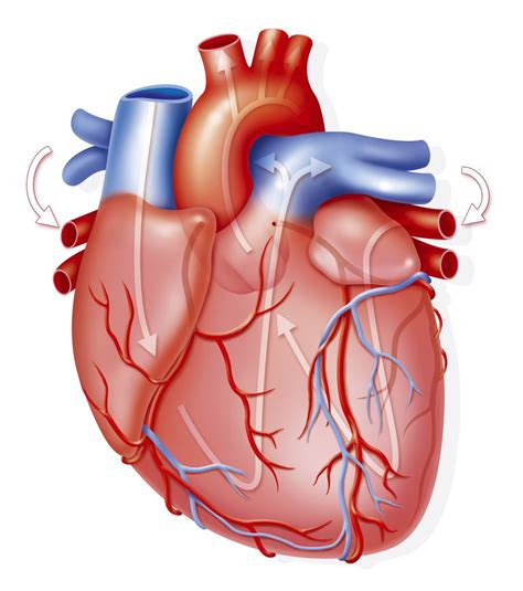 corazon humano png 20 free Cliparts | Download images on Clipground 2024