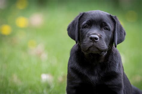 Download wallpaper for 1080x1920 resolution | Labrador retriever puppy ...