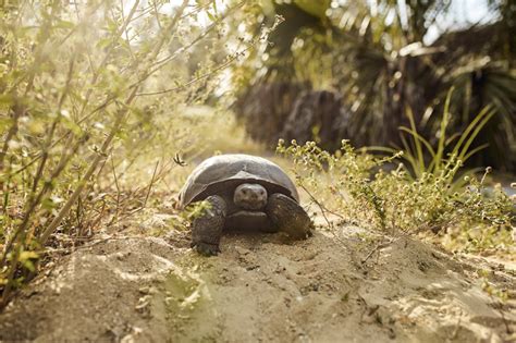 Gopher Tortoise • Florida Wildlife Federation