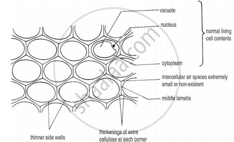 What is Simple Tissue? Classify and Explain Its Different Types with Suitable Diagram ...