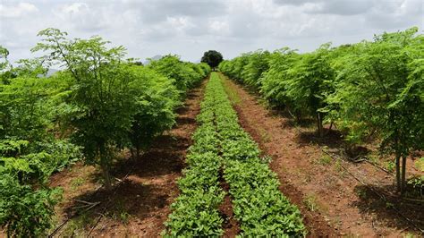 What Are The Advantages Of Intercropping And Crop Rotation | Storables